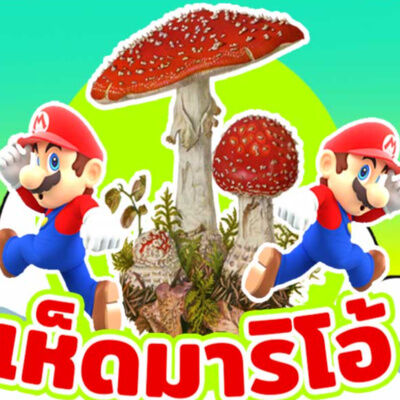 EP.3 อาร์มาร์นิต้า มาสคาเรีย ความลับของเห็ดในเกม์มาริโอ้