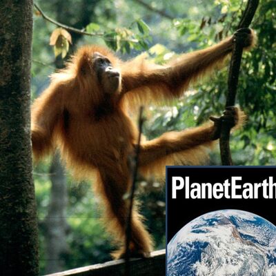 Parkour and orang-utans, risks from solar storms - Planet Earth Podcast - 12.01.09