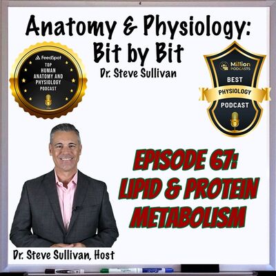 Lipid & Protein Metabolism and Metabolic Rate/State - Episode 67