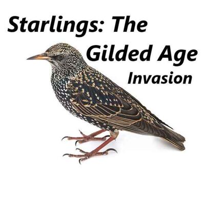 Starlings: The Gilded Age Invasion