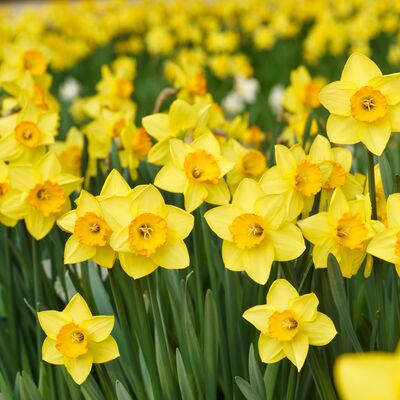 Some Plants are Struggling While Others are Thriving, Preserving Bulbs, Bee Friendly Perennials