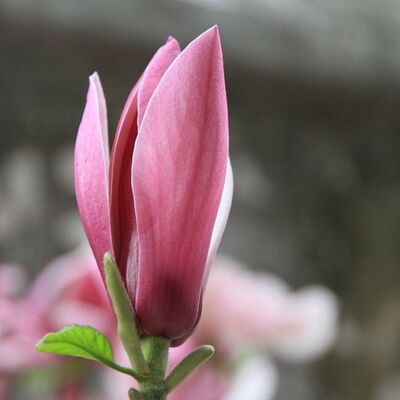 如何通过观察呼吸来治疗抑郁焦虑失眠恐惧