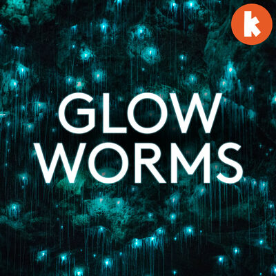 Glow-worms