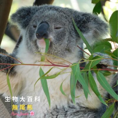生物大百科：無尾熊🐨的育兒袋在哪? 關於人格跟天賦測驗,你是屬於無尾熊嗎？ 