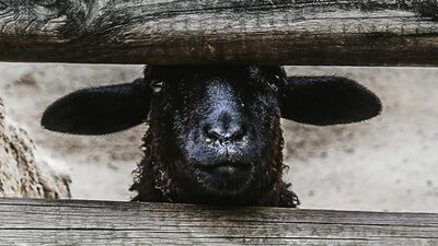 TWiL 426: A Sheepish Clone - Bioethics, cloning, designer babies, the rights of the dead.