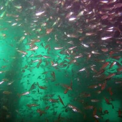 海底两万里 第二部分 第20章 北纬47度24分西经17度28分