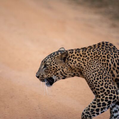 ep9. 斯里兰卡野性之旅：树上的星星和莲花湖里的大象