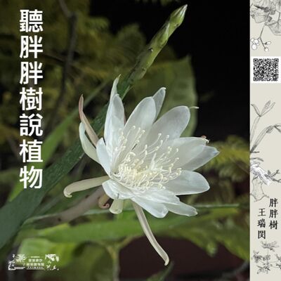 EP003.你所不知道的死藤水