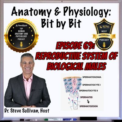 Reproductive System of Biological Males - Episode 69
