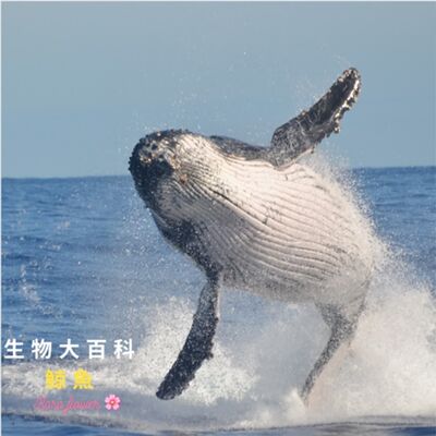 生物大百科：鯨魚🐳是魚嗎？他們吃什麼長大呢？