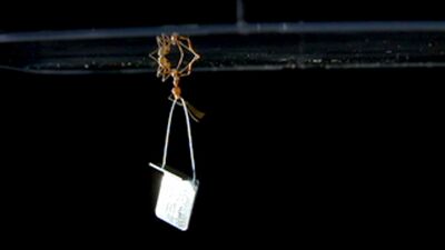 Cambridge Ideas - Sticky Feet