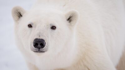 Qué hacer si un oso polar aparece en su patio | John Wick