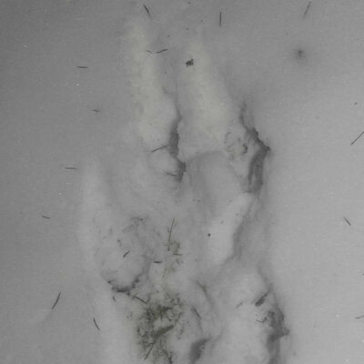 Cryptid Footprints At My Home & More Supernatural Occurrences.