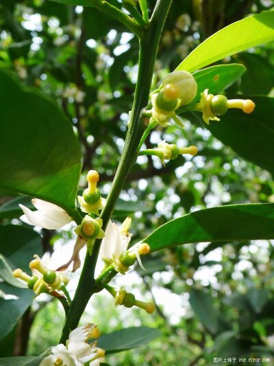 心理故事汇：41-复活生命的芥子（主播：刘铁征）