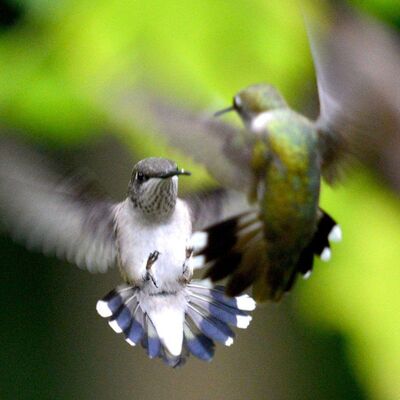 292: Winning the Hummingbird War