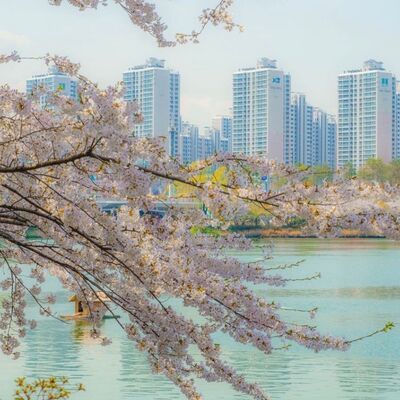 Meditazione del Fotografo - La Fioritura Dei Ciliegi A Seul
