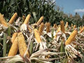 Celanese China Head Defends Ethanol
