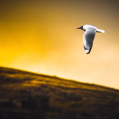 Ramadan: A Time to Grow in Taqwa