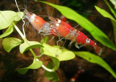 Tiny The Shrimp Discovers Underground Rivers