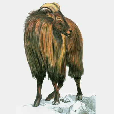 The Himalayan Tahr/ David G Gunn; Hawkdun Range, Central Otago; 1999