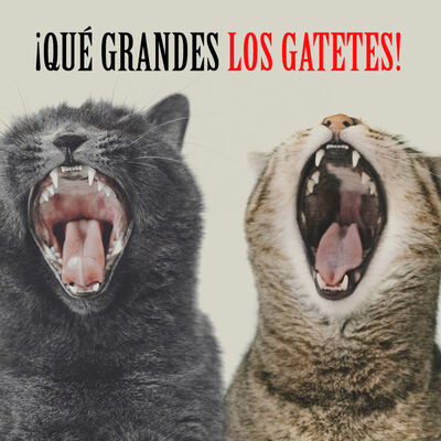 Qué Grandes x01 | ¡Qué grandes los gatetes!