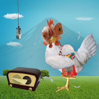 Gallina: asustadiza y defensora de lo suyo