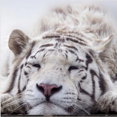 生物大百科：老虎🐯全身都有超凡能力，夜視力是人類的6倍！ 