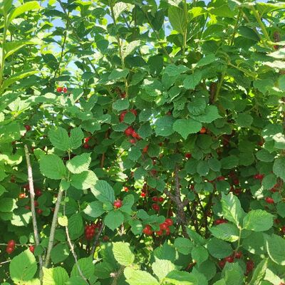 经典文章学习《反对教条主义》