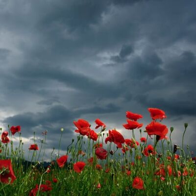 Flanders Poppies And The Evocative Power Of Simple Objects