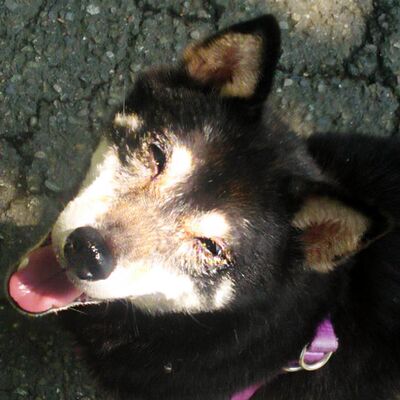 EP.79 阿妞來訪/ A-Niu comes to visit(Bear老師原創故事)