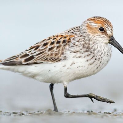 46. Sandpipers