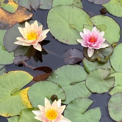 Episode 92 - London Day 2