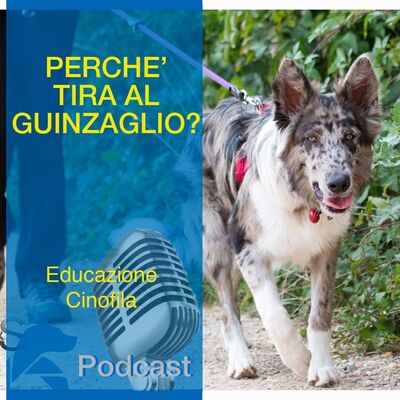 Perchè il Cane Tira al Guinzaglio?