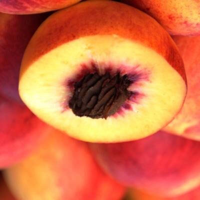 Balm for the Anus - #88