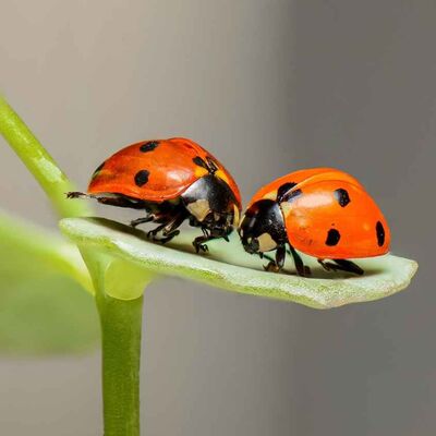 Les insectes