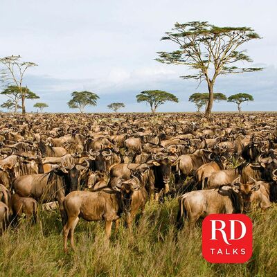 The Great Wildebeest Migration